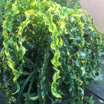 Oliva’s Nursery Botanica - Croto/ornamental plant - Nurseries & Gardening Near Me Oliva’s Nursery Botanica - Croto/ornamental plant - Nurseries & Gardening Near Me