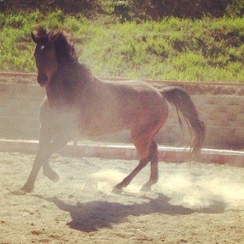 Rocking Z Stables - Horse Boarding Near Me - Livermore, California Rocking Z Stables - Horse Boarding Near Me - Livermore, California