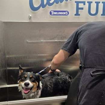 Tomlinson's Feed - Kya at the self-serve wash station - Pet Stores Near Me - Manor, Texas Tomlinson's Feed - Kya at the self-serve wash station - Pet Stores Near Me - Manor, Texas