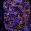 Great Dragon Chinese Restaurant gift card