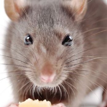 The Critter Guys - Rat and Mice removal. - Wildlife Control Near Me The Critter Guys - Rat and Mice removal. - Wildlife Control Near Me