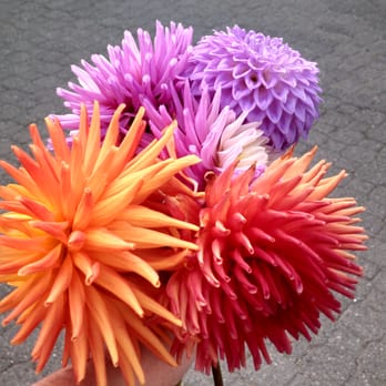 Hamilton Gardens - A bouquet for me! - Parks Near Me - Hamilton, AUK