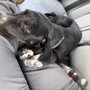 Photo of Tarheel Total Pet Care