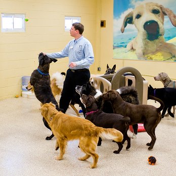 K9 Resorts - Apex - Pet Boarding Near Me - Apex, North Carolina