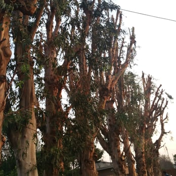 Jae Tree Service - Tree Services Near Me Jae Tree Service - Tree Services Near Me