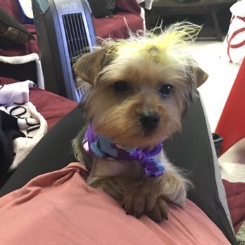 The Dandy Dog - She came out of the groomers like a new women with her new cut even though she's only 4 months she acted like a diva after - Pet Groomers Near Me - Chula Vista, California The Dandy Dog - She came out of the groomers like a new women with her new cut even though she's only 4 months she acted like a diva after - Pet Groomers Near Me - Chula Vista, California