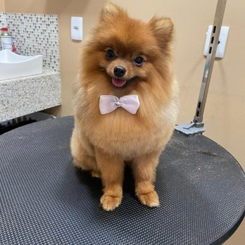 Soapy's Dog Wash - Adorable Pom - Pet Groomers Near Me - Apopka, Florida Soapy's Dog Wash - Adorable Pom - Pet Groomers Near Me - Apopka, Florida