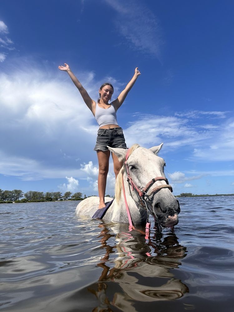 Florida Beach Horses