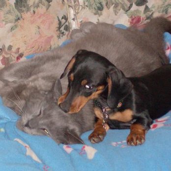 Animal Eye Care - Veterinarians Near Me - Fremont, California