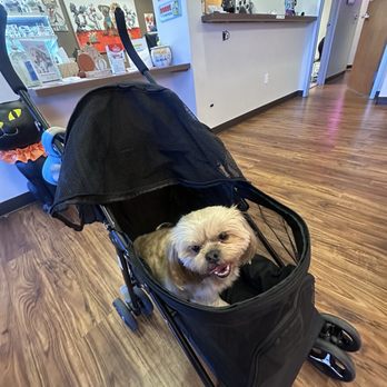 Pet Lux - Waiting for his checkup - Veterinarians Near Me - Palm Springs, California Pet Lux - Waiting for his checkup - Veterinarians Near Me - Palm Springs, California