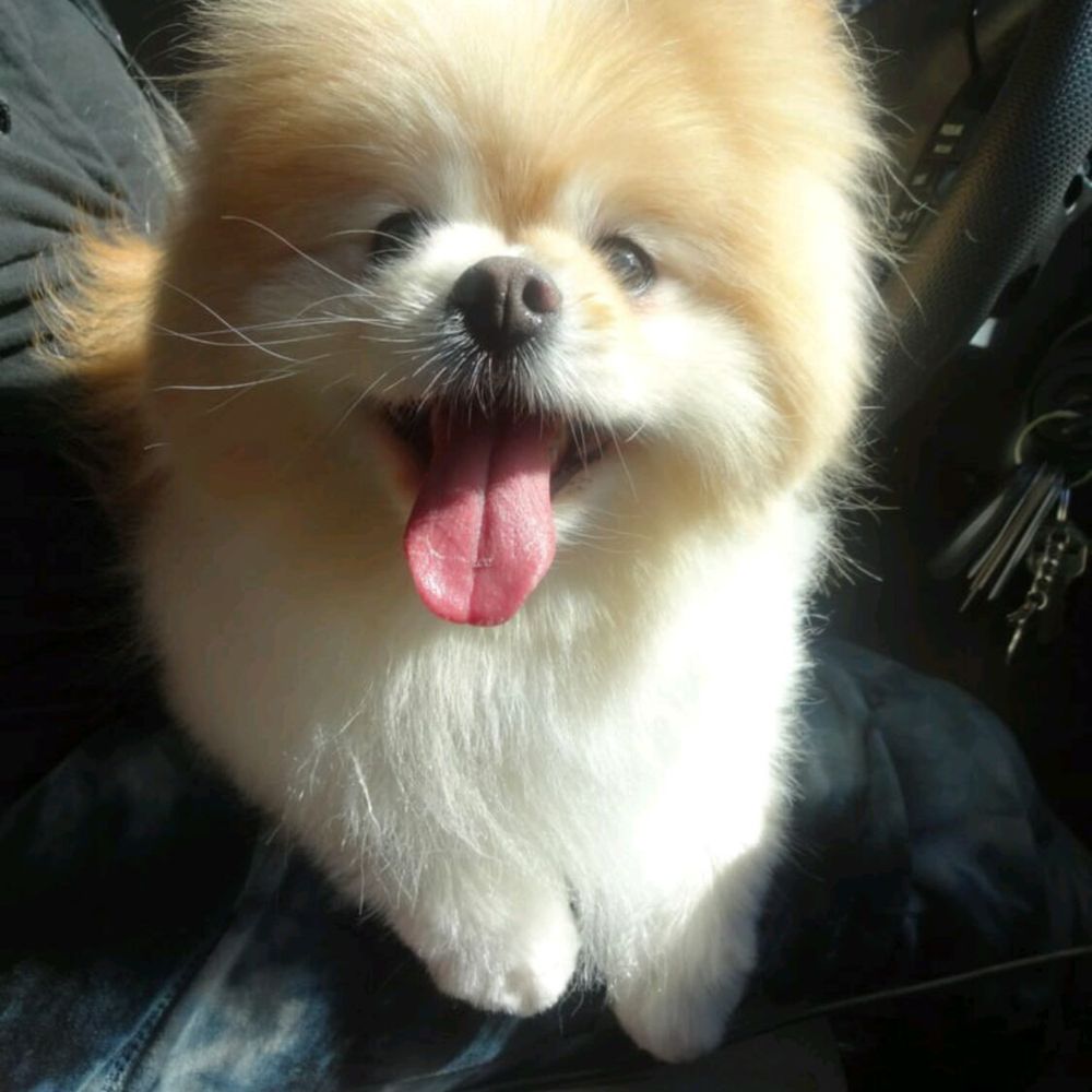 Calling All Paws - Dolce says"Thank You Lamar!" - Pet Groomers Near Me - Las Vegas, Nevada