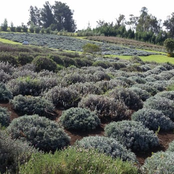 Ali'i Kula Lavender - Very calm place with lots of areas to sit and enjoy - Tours Near Me - Kula, Hawaii