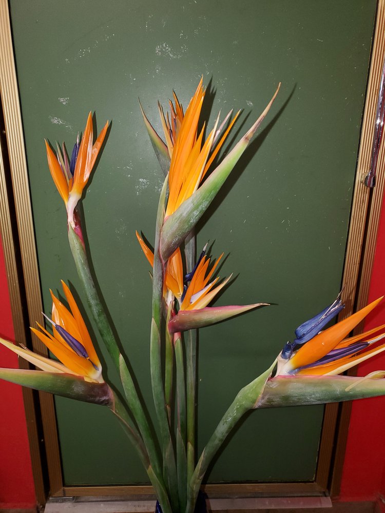 JADWIGA’S FLOWERS & GIFTS Updated September 2024 42 Photos 5229 W