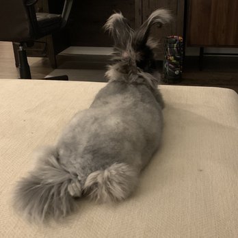 Pet Relocation - Pet Services Near Me - Austin, Texas