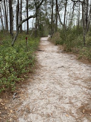 Carolina Beach State Park by null