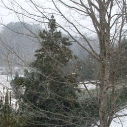 Hicks Nursery & Christmas Trees