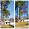 TNT Tree Service gift card