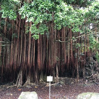 Rainbow Falls - Parks Near Me - Hilo, Hawaii