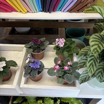 The Tiny Greenhouse - Home Decor Near Me - Greensboro, North Carolina The Tiny Greenhouse - Home Decor Near Me - Greensboro, North Carolina