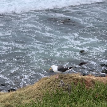 Shell Beach - Baby gulls - Beaches Near Me - San Diego, California Shell Beach - Baby gulls - Beaches Near Me - San Diego, California