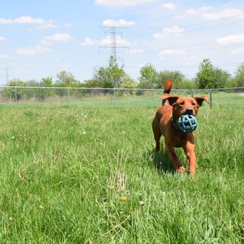 Sundance Kennels - "Playtime" - Pet Training Near Me - Bristol, Wisconsin Sundance Kennels - "Playtime" - Pet Training Near Me - Bristol, Wisconsin