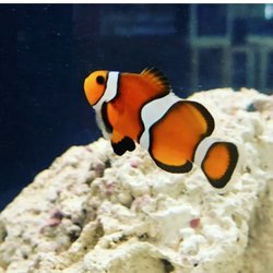 Live Rock Aquatics