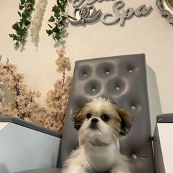 Rituals Spa - They are pet friendly