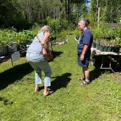 Amanda's Native Garden