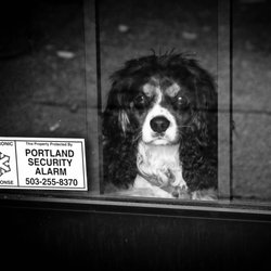 Portland Precious Metals and Coin - The Boss!