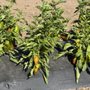 Berry Island Farms