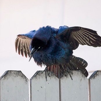 Grackles - Photo from Texas Monthly magazine, that's what the bird on the fence was doing in my photo but he was too far away. - Local Flavor Near Me