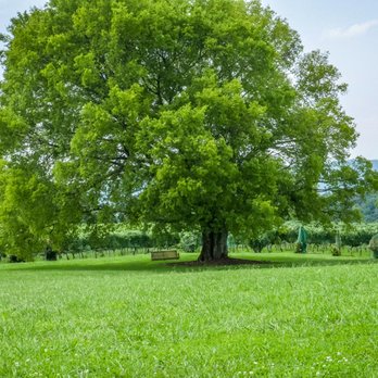 Spout Spring Estates Winery and Vineyard - a tree in a field - Wineries Near Me - Blaine, Tennessee