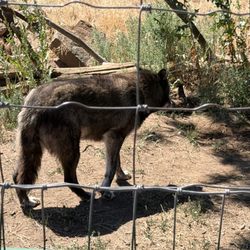 Rocky Mountain Wildlife Park - Wolf