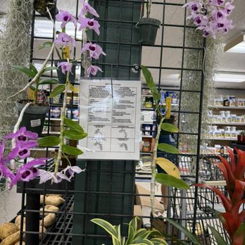 Koolau Farmers - Hono Hono orchid instructions - Nurseries & Gardening Near Me - Honolulu, Hawaii
