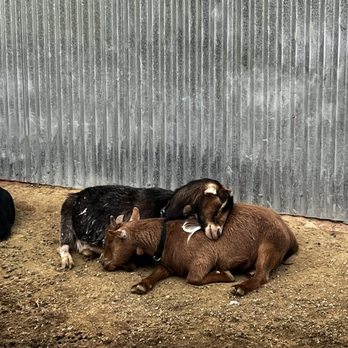 Montebello Barnyard Zoo - Petting Zoos Near Me - Montebello, California Montebello Barnyard Zoo - Petting Zoos Near Me - Montebello, California