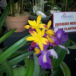 Festa da Orquídea