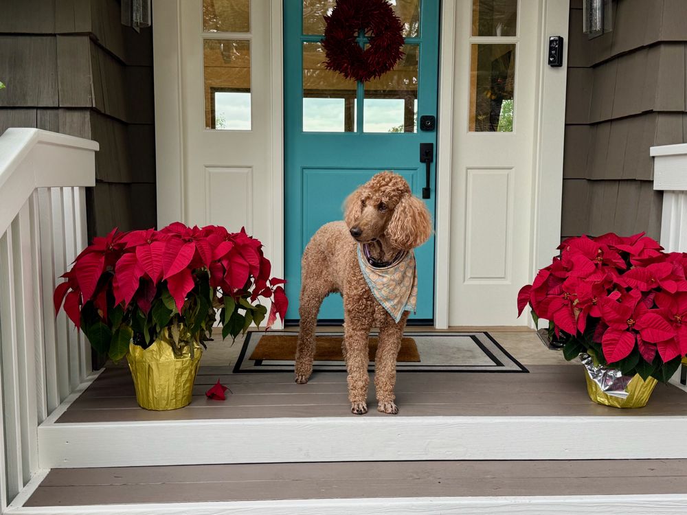 Stylish Mo - pet boarding facility in Menlo Park, CA