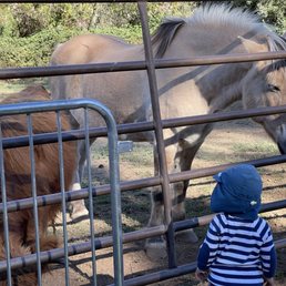 Little dude really liked the golden horse. Little dude really liked the golden horse.