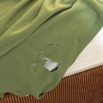 Motel 6 - Another ripped blanket and they didn't even have top blankets on them - Hotels Near Me - Saint Robert, Missouri