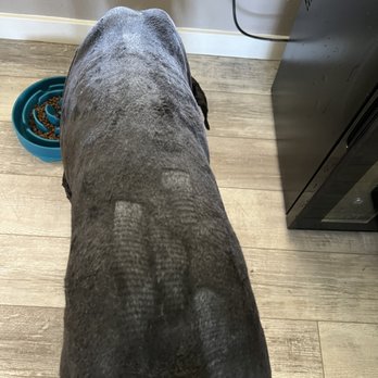 Pet's Barn - This is the tail end and up the back! - Pet Groomers Near Me - San Antonio, Texas