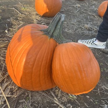 Rutledge Corn Maze - Conjoined twin pumpkin - Attraction Farms Near Me - Olympia, Washington
