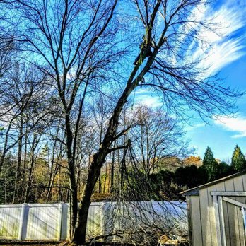 Superior Tree Service - Tree Services Near Me
