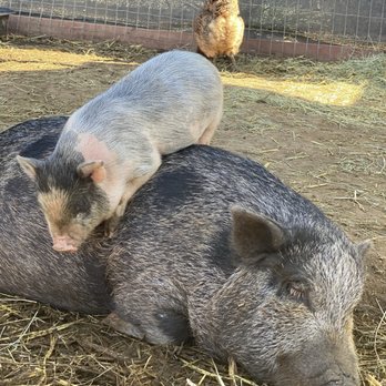 SoCalMiniPigs - Pet Breeders Near Me - Valley Center, California SoCalMiniPigs - Pet Breeders Near Me - Valley Center, California