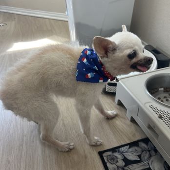 Dawgie Styles - Pet Groomers Near Me - Lake Elsinore, California