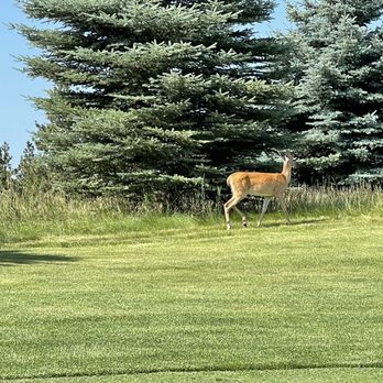 Wilderness Club Resort - Wildlife - Resorts Near Me - Eureka, Montana Wilderness Club Resort - Wildlife - Resorts Near Me - Eureka, Montana