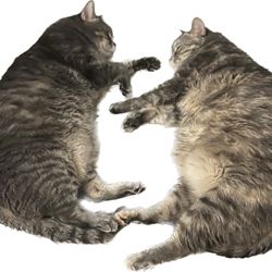 Furry Friends Refuge - Cats