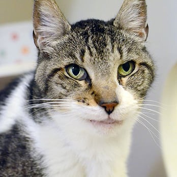 Home At Last Rescue - Cat urgently needs a home. A portion of the beer & wine sales at A Day On The Water 2 goes to Home At Last Animal Rescue. - Animal Shelters Near Me