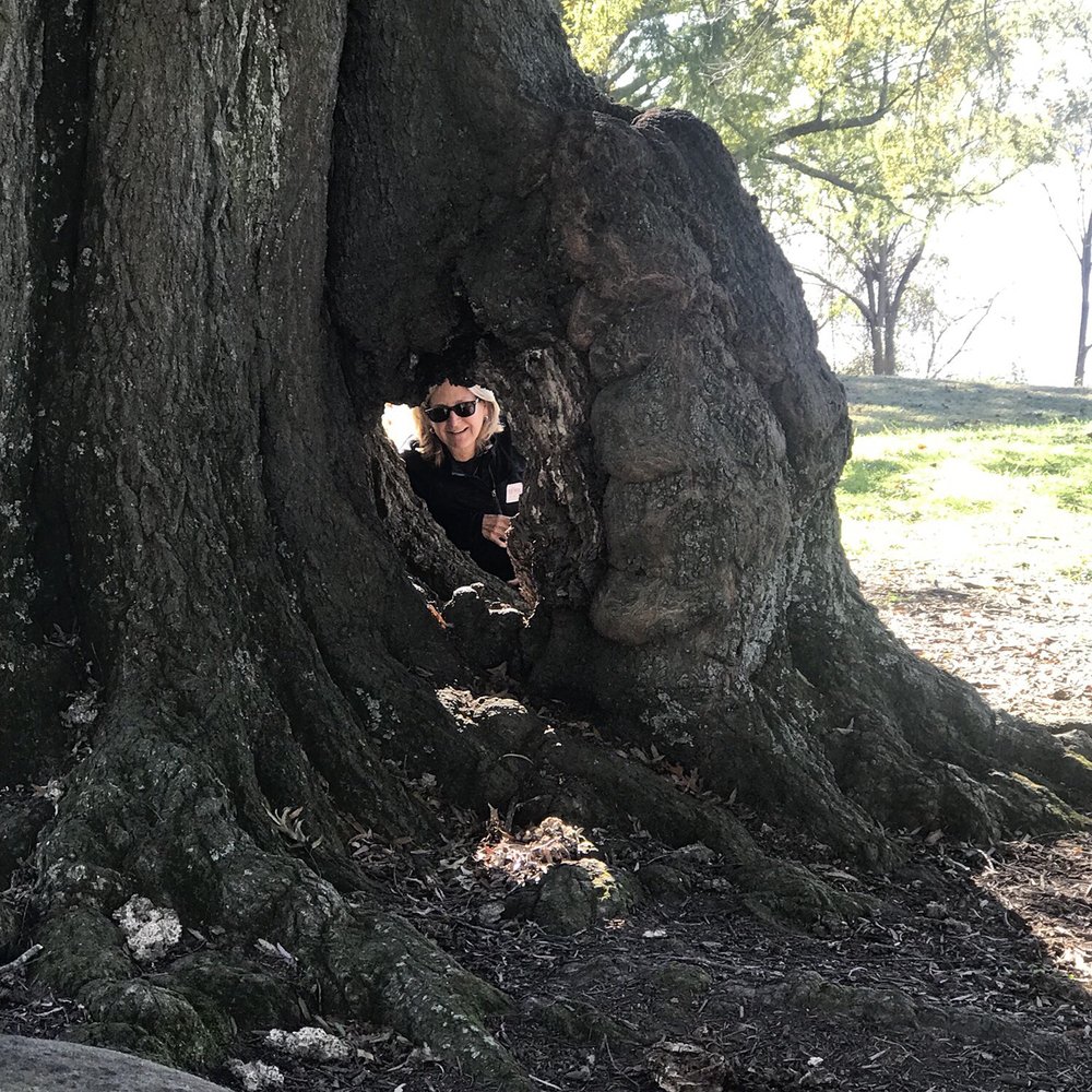 350 year old Willow Oak 350 year old Willow Oak