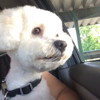 PetSmart - Jax after being groomed by Monica - Pet Stores Near Me - Pittsburg, California