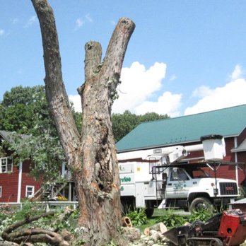 SavATree Troy - tree that has been cut down - Tree Services Near Me - Troy, Michigan SavATree Troy - tree that has been cut down - Tree Services Near Me - Troy, Michigan